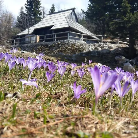 Pehta Velika Planina Stahovica