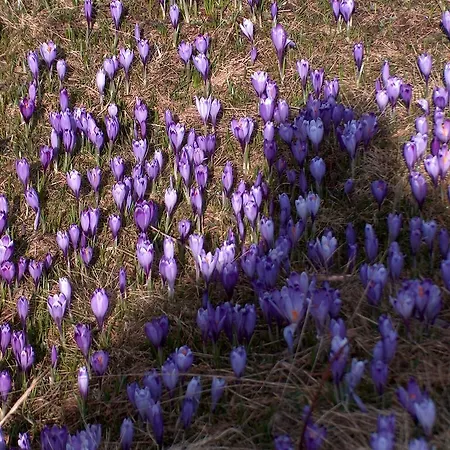 Pehta Velika Planina * Stahovica