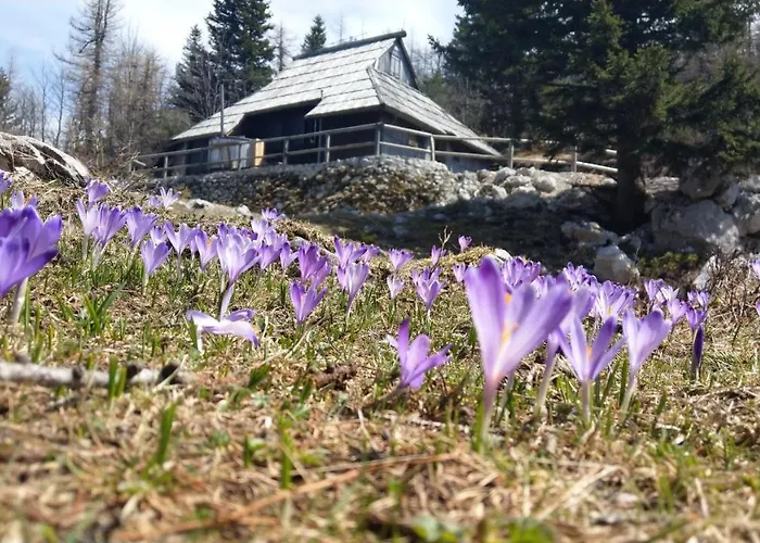 Pehta Velika Planina Stahovica
