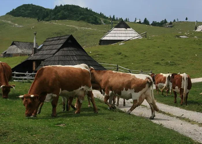 Pehta Velika Planina Stahovica