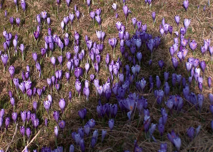 Pehta Velika Planina * Stahovica